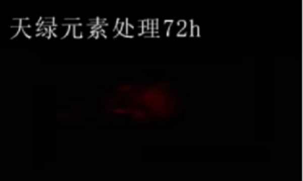 斑馬魚實(shí)驗(yàn)天綠元素處理-72h.png