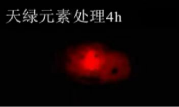 斑馬魚實(shí)驗(yàn)天綠元素處理-4h.png