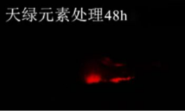 斑馬魚實(shí)驗(yàn)天綠元素處理-48h.png