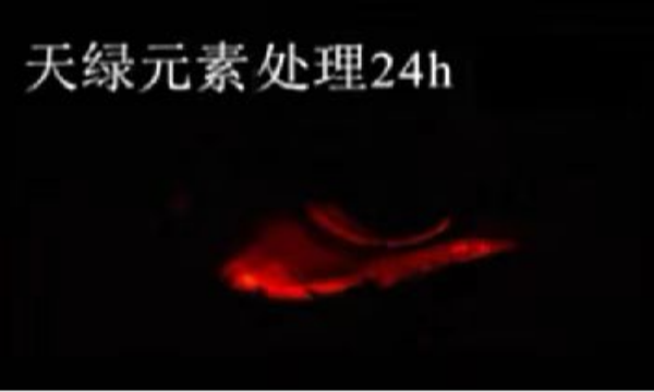 斑馬魚實(shí)驗(yàn)天綠元素處理-24h.png