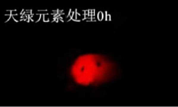 斑馬魚實(shí)驗(yàn)天綠元素處理-0h.png
